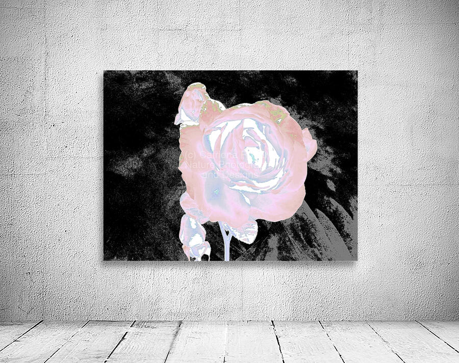 Abstract Ethereal Rose on a Dark Abstract Background  Wall Preview
