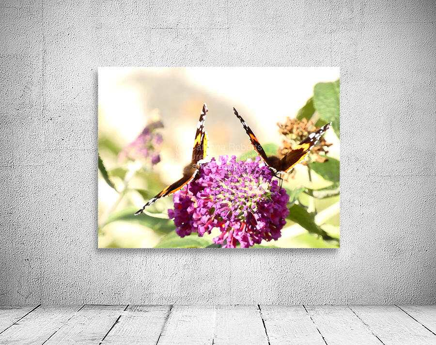Two Butterflies on Buddleia Flowers Wall Preview