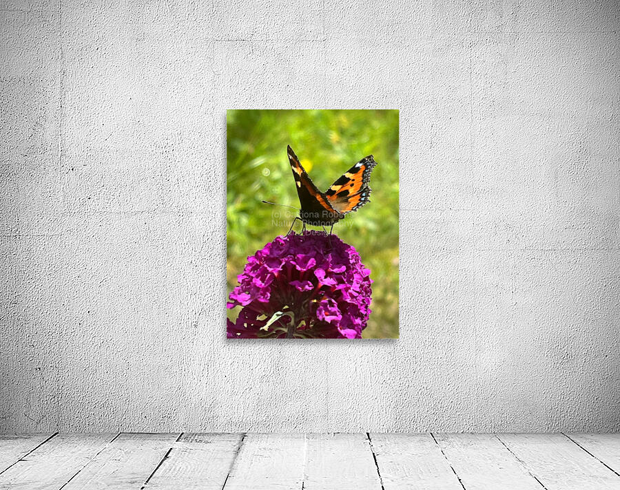 Summer Butterfly on a Butterfly Bush Wall Preview