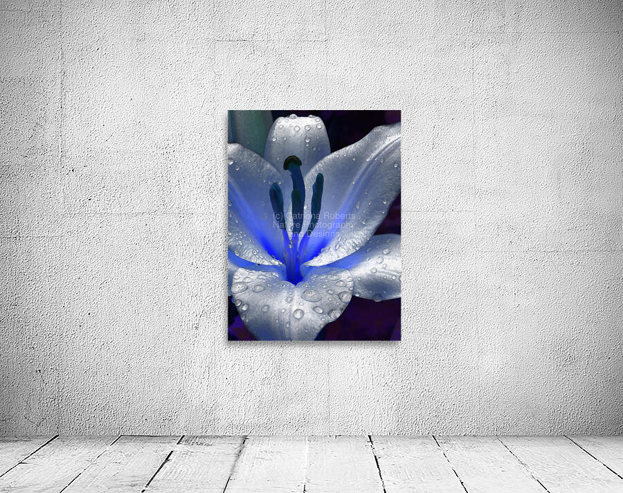 Abstract Dew Drop Lily Wall Preview