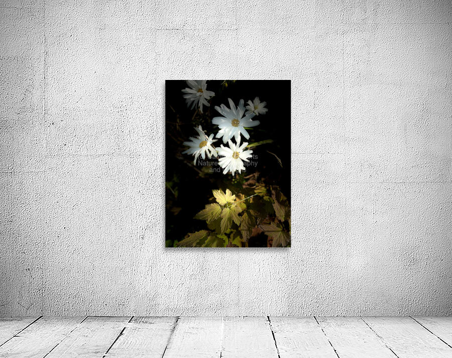 Daises in the Spotlight Wall Preview