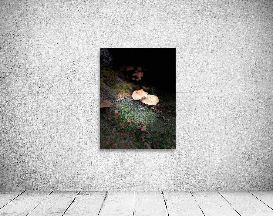 Scenes from the Trail- Forest Mushrooms Wall Preview