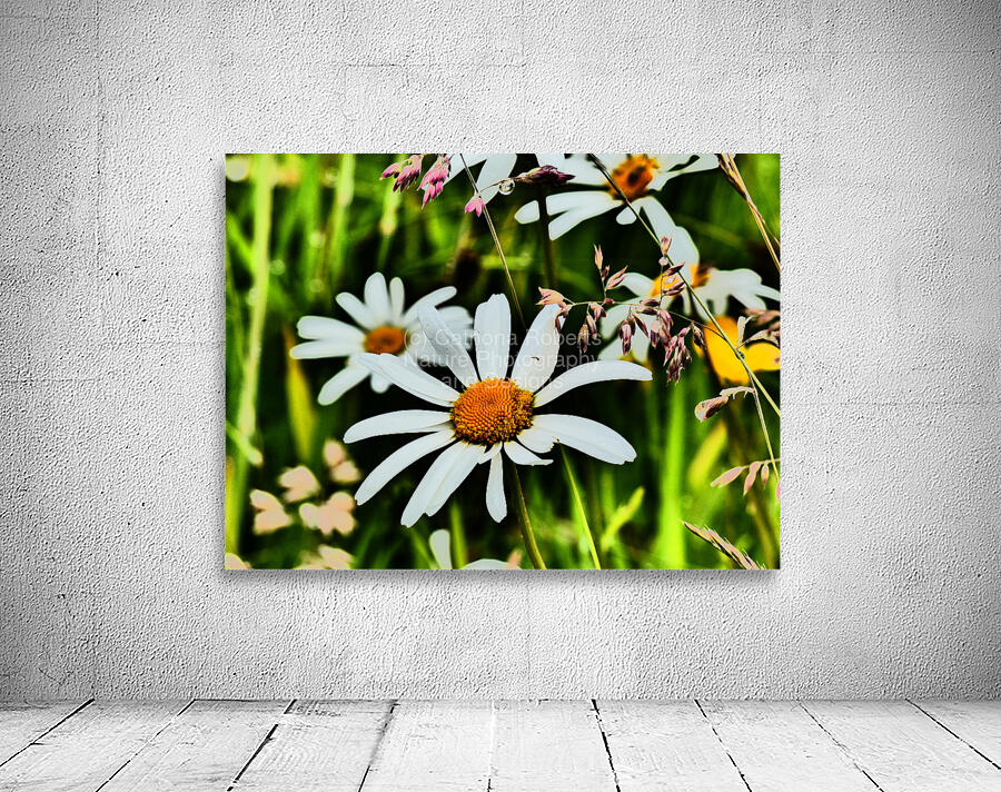  Wild Daises in the Scottish Highlands  Wall Preview