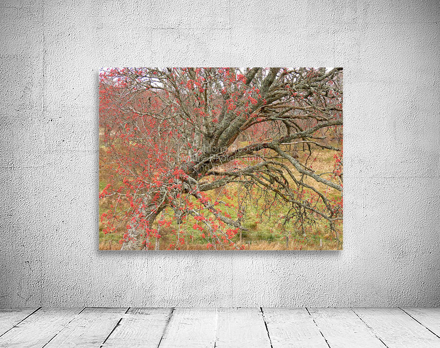 Scottish Highlands Rowan Tree   Wall Preview