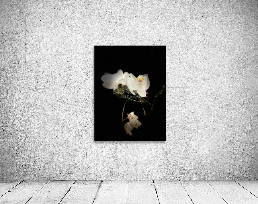 Portraits of Plants  Orchids in the Darkness  Wall Preview