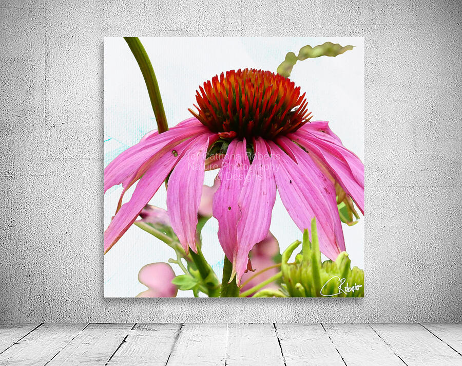 Impressionistic Echinacea Flower Wall Preview