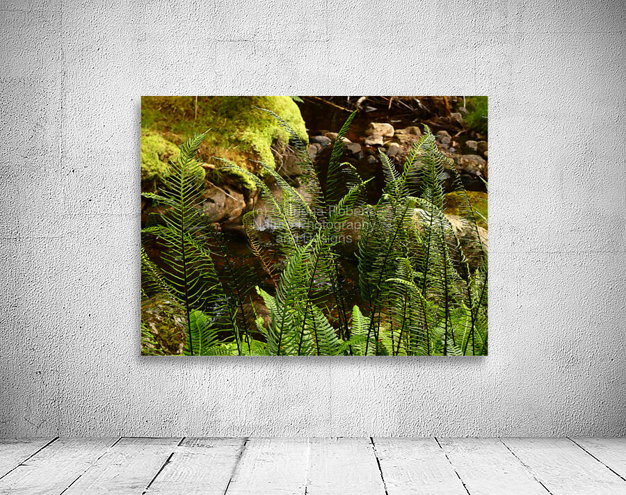 Summer Forest Ferns in the Scottish Highlands  Wall Preview
