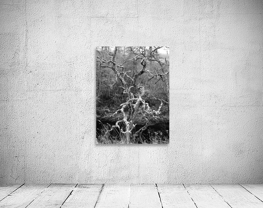 Black and White Winter in the Scottish Highlands Wall Preview