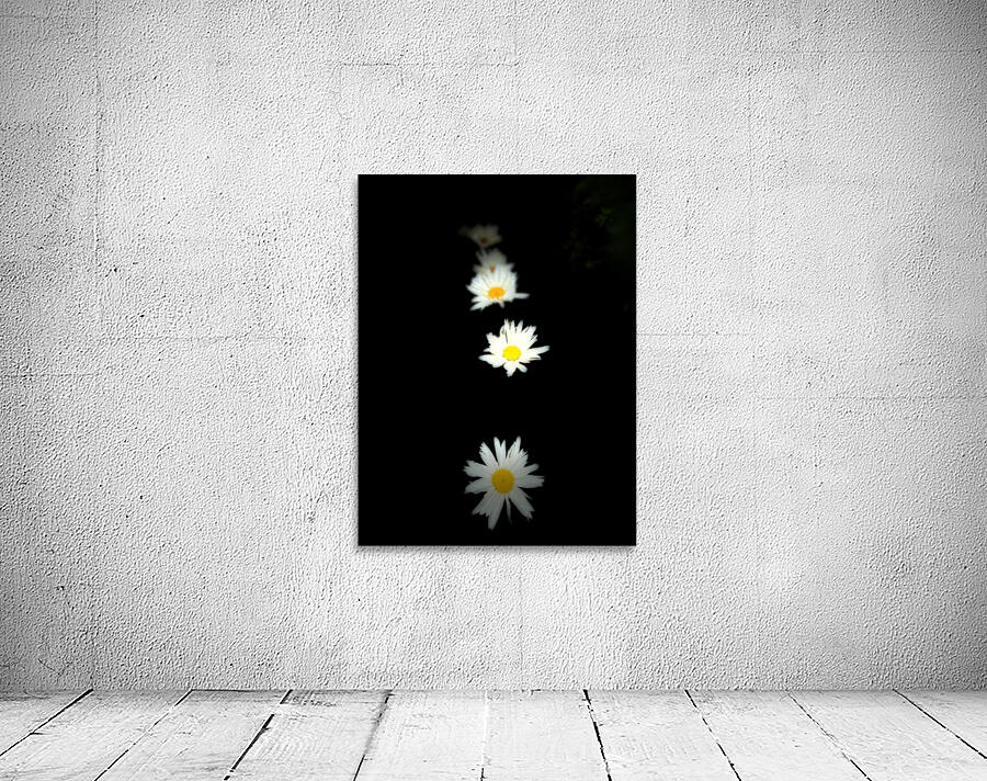 Portraits of Plants-Daises Out of Darkness Wall Preview