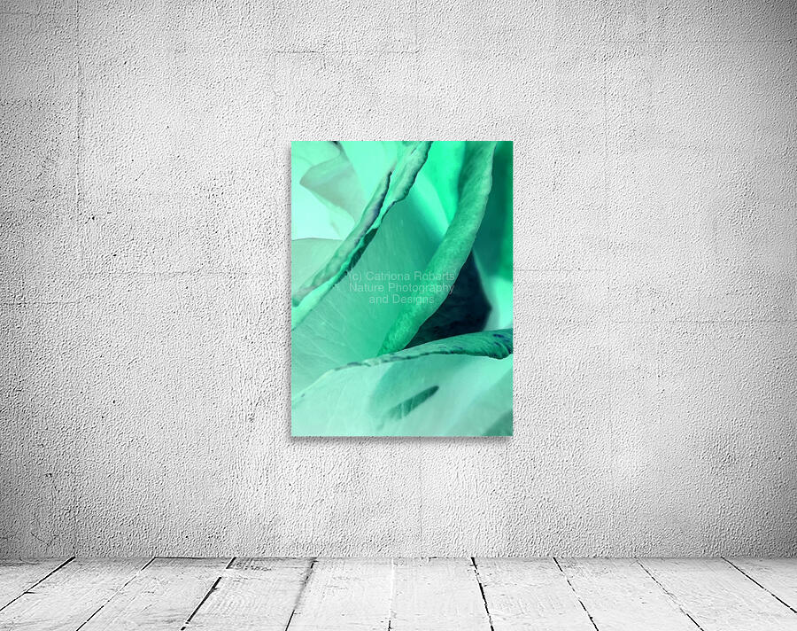 Abstract Calm Rose  Wall Preview