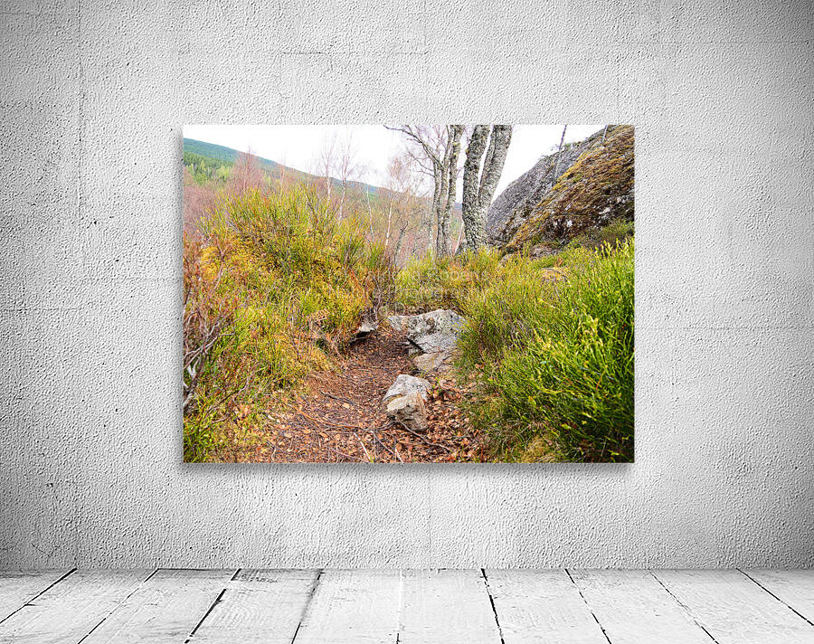 Spring Nature Trail Through The Scottish Highlands                                                                                                                    Wall Preview