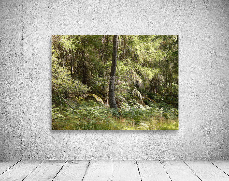 Scottish Highlands Summer Ferns in the Forest Wall Preview