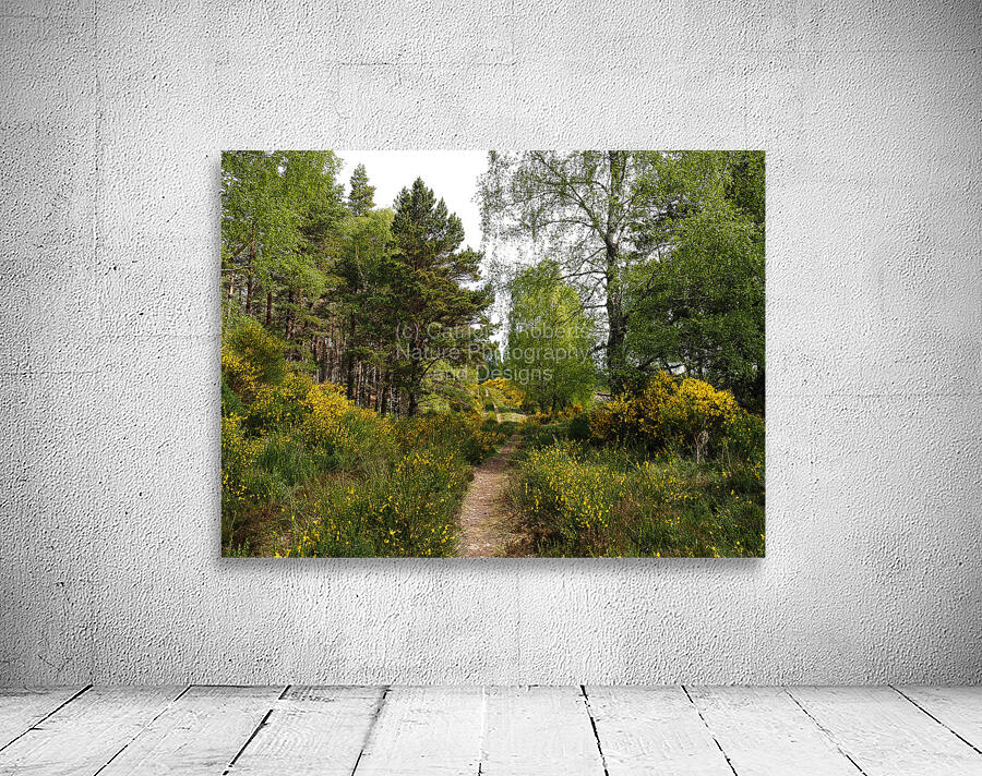 Scottish Highlands Spring Broom Walk                                                                                                                       Wall Preview