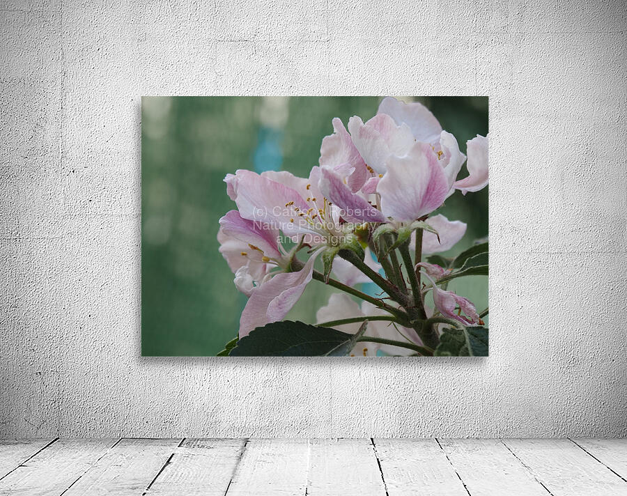  Spring Apple Blossoms                                                                                                                     Wall Preview