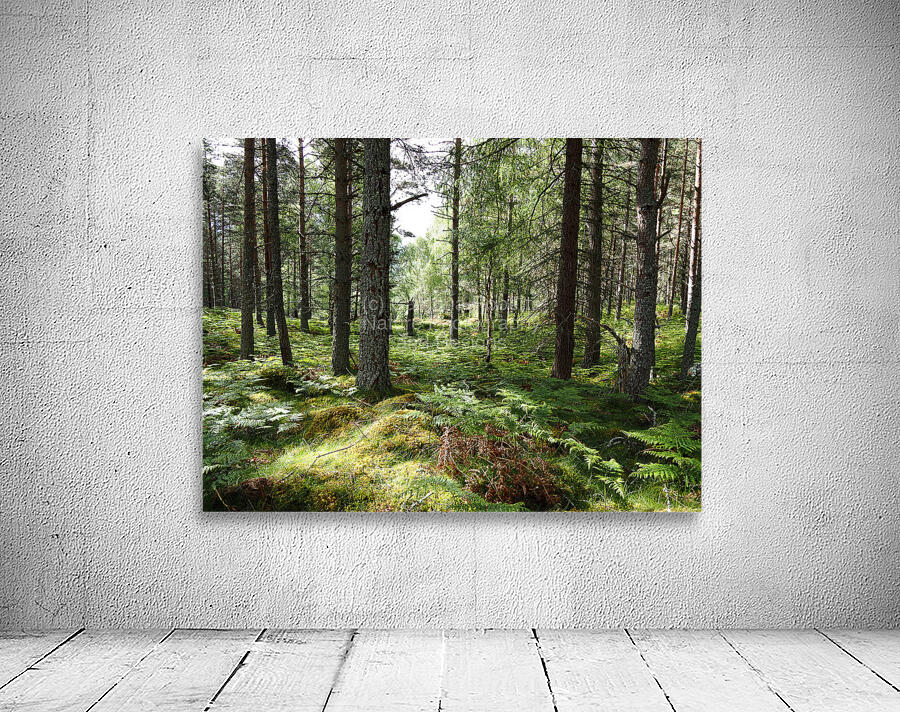 Scottish Highlands Spring Forest Morning                                                                                                                      Wall Preview