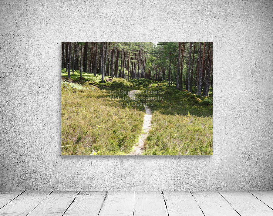 Scottish Heather Trail                                                                                                                       Wall Preview