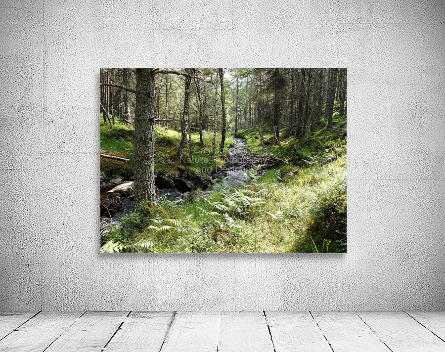  Scottish Highlands Forest Stream                                                                                                                   Wall Preview
