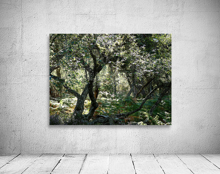 Scottish Highlands Mystical Birch Forest Wall Preview