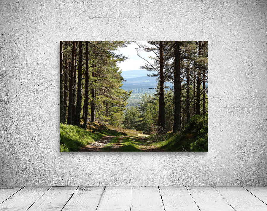 Scottish Highlands Pine Trail                                                                                                                       Wall Preview