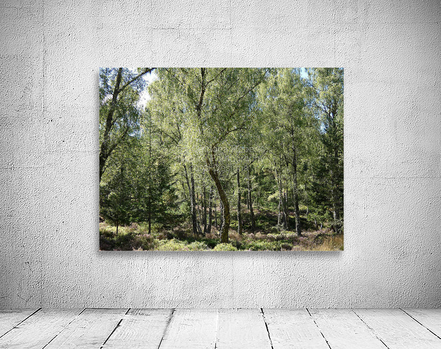 Scottish Highlands Summer Birch Forest  Wall Preview
