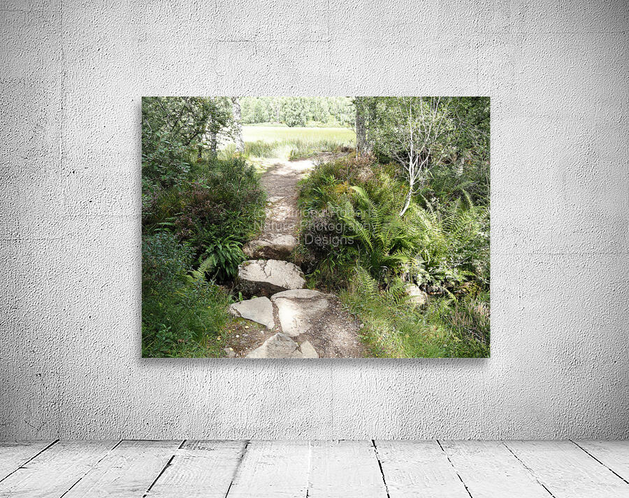 Scottish Highlands Path through the Birch Forest                                                                                                                      Wall Preview