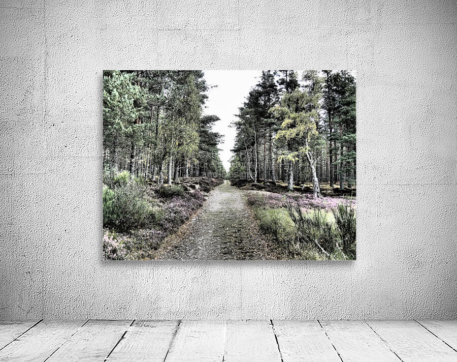 Scottish Highlands Serene  Birch Woodland Trail                                                                                                Wall Preview