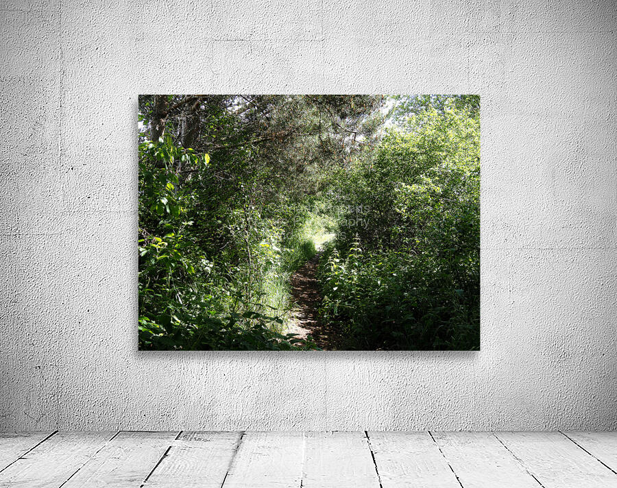 Scottish Highlands Sun Kissed Nature Trail                                                                                                                      Wall Preview