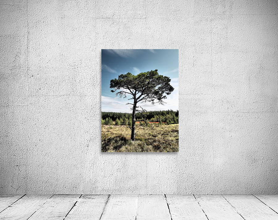 Lone Scottish Pine                                                                                                                      Wall Preview