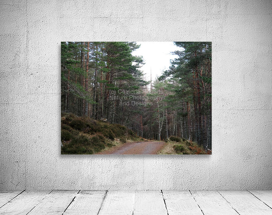 Winters Tranquil Forest Trail                                                                                                                      Wall Preview