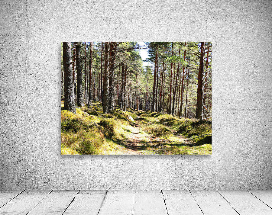  Sunshine in the Forest                                                                                                                   Wall Preview