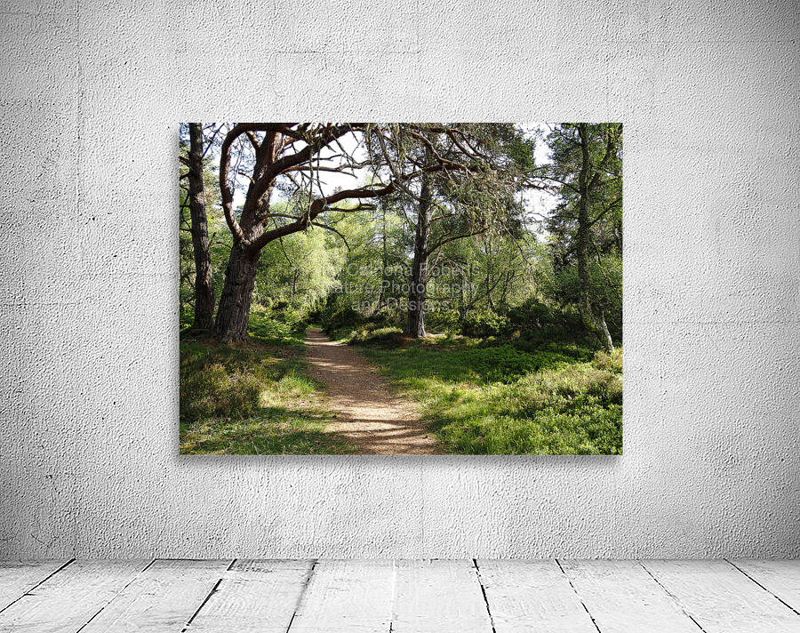  Sunny Forest Walk                                                                                                                     Wall Preview