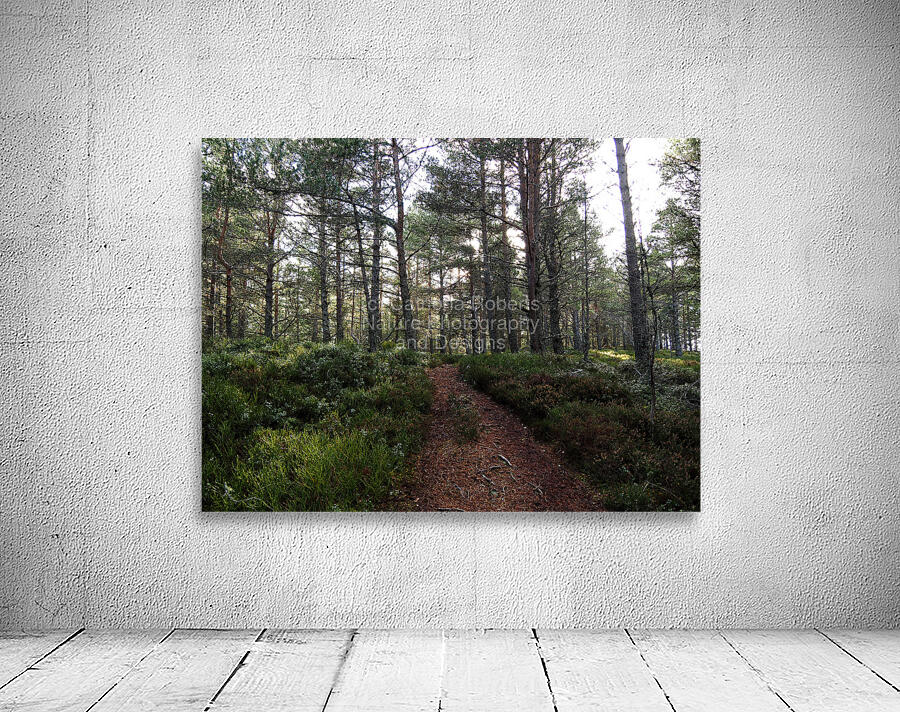  Winter Blay Berry Trail                                                                                                                   Wall Preview