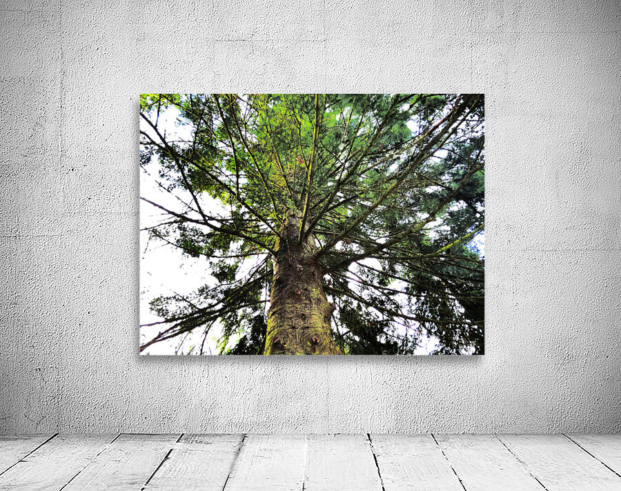  Pine Tree Looking Up From Below  Wall Preview