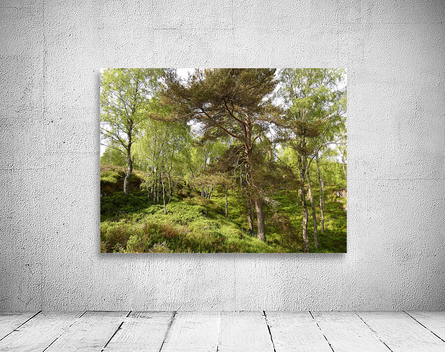 Fairy Tale Lands of the Scottish Highlands. Wall Preview