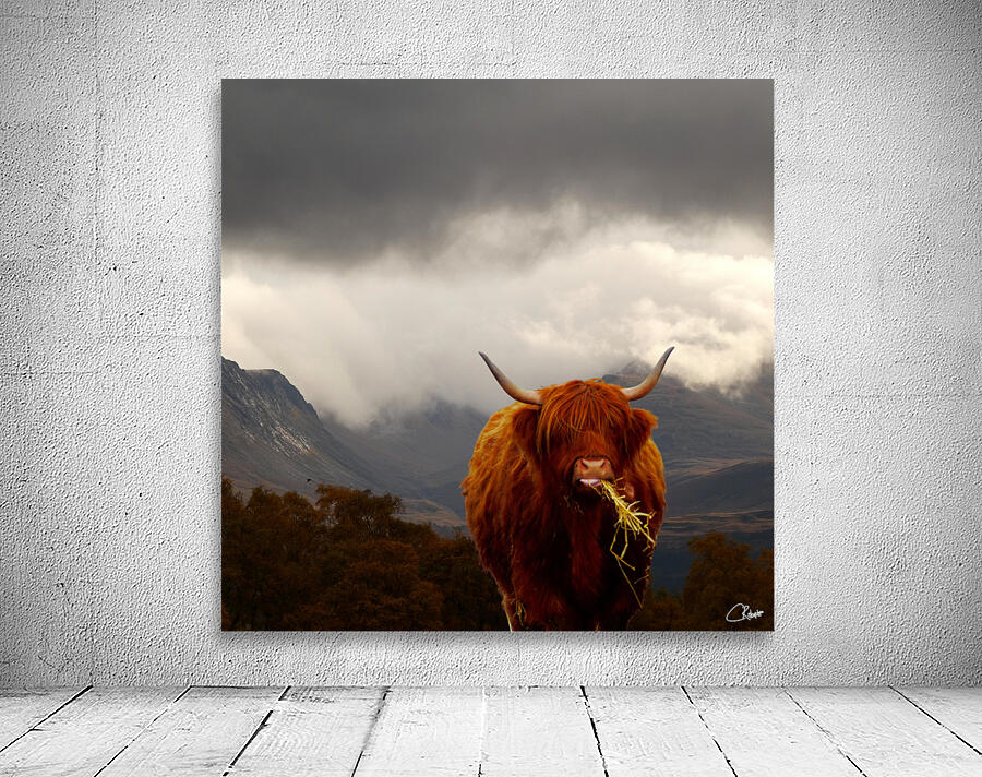  Highland Cow at the Lairig Ghru in the Scottish Highlands Wall Preview