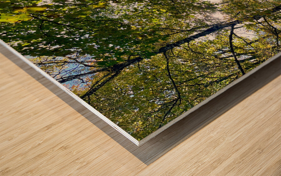 Autumn Sunlight in a Scottish Highlands Forest Wood print