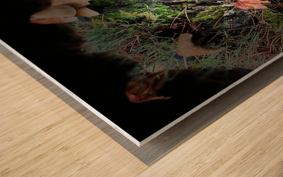 Scenes from the Trail- Forest Mushrooms  Wood print