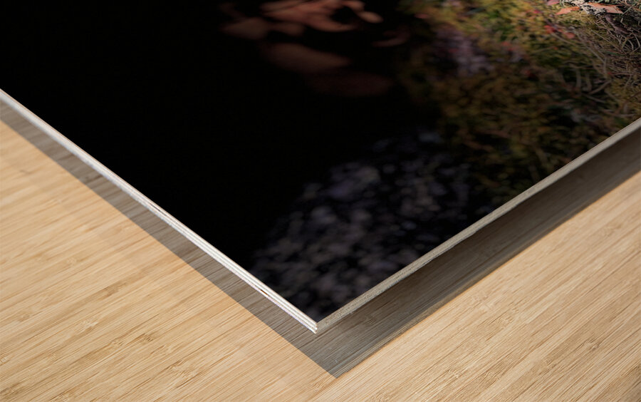 Scenes from the Trail- Forest Mushrooms Wood print