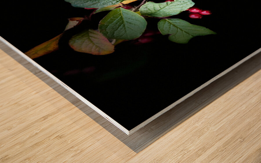 Cotoneaster in the Darkness Wood print