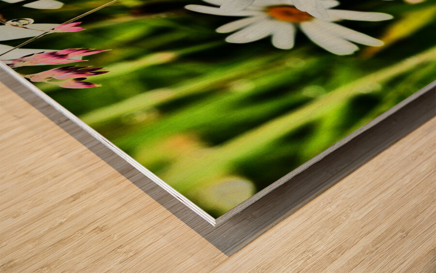  Wild Daises in the Scottish Highlands  Wood print