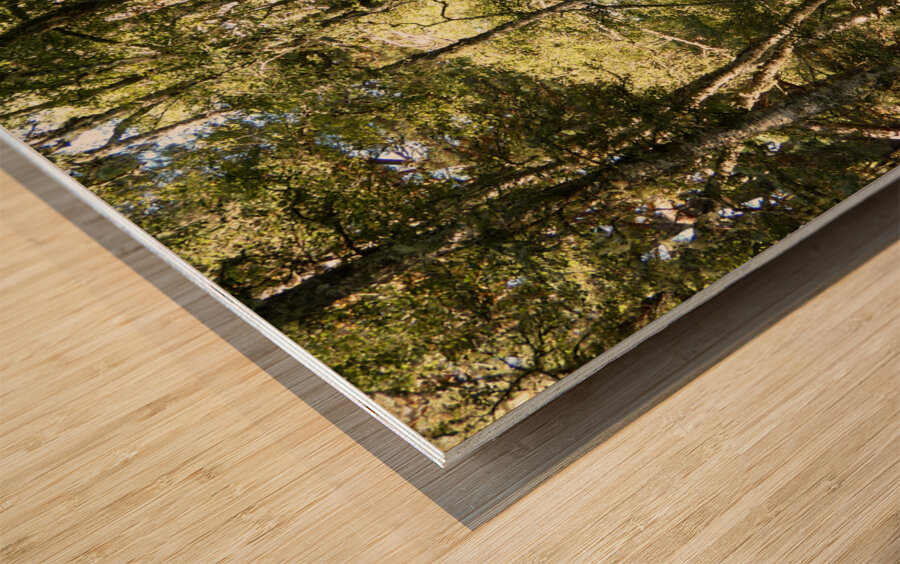 Scottish Highlands Birch Forest in Summer Wood print