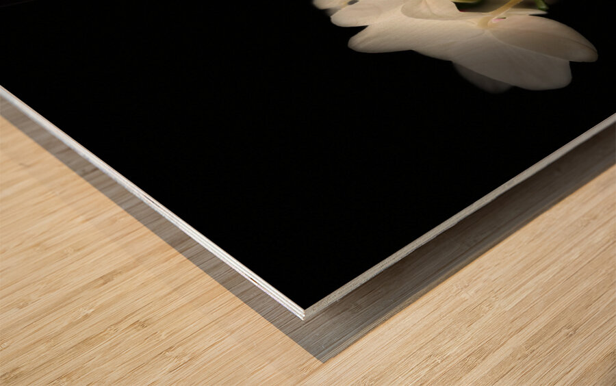 Portraits of Plants  Orchids in the Darkness  Wood print