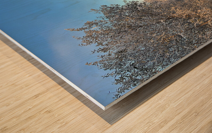 Frosty Nature Path Through the Scottish Highlands Wood print