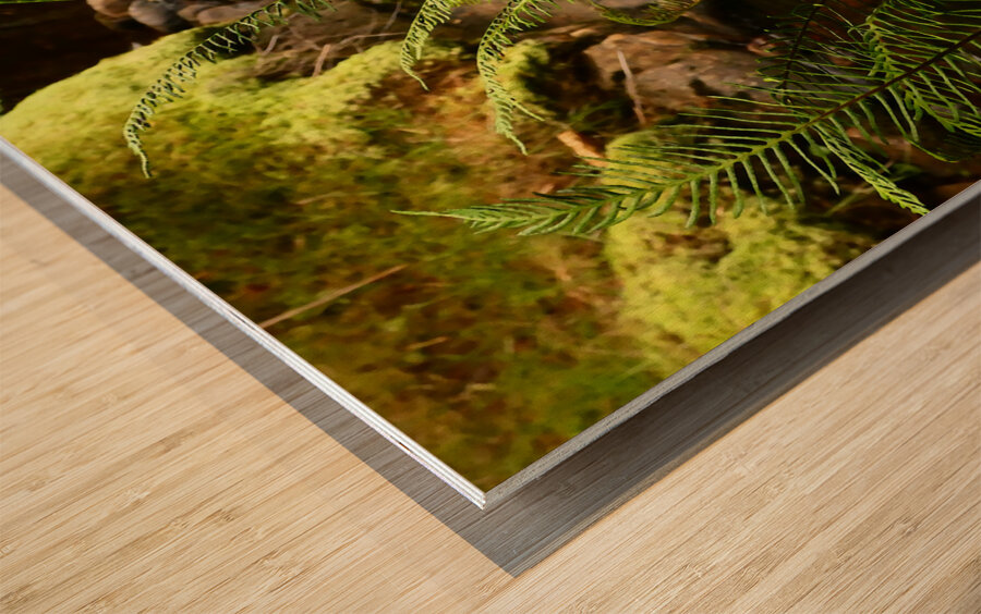 Summer Forest Ferns in the Scottish Highlands  Wood print