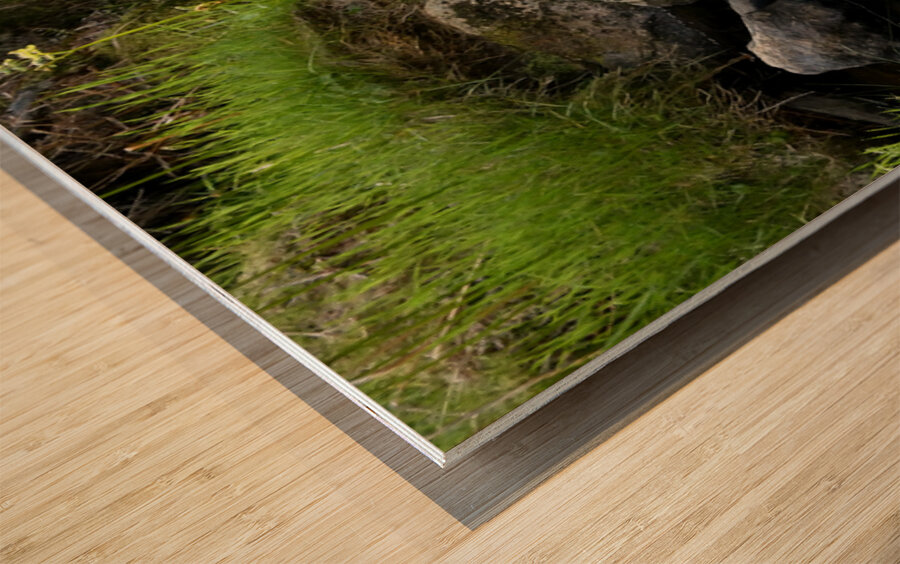 Scottish Highlands Summer Nature Walk Wood print