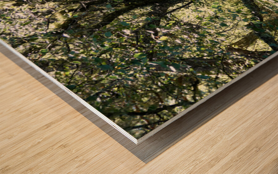 Scottish Highlands Mystical Birch Forest Wood print