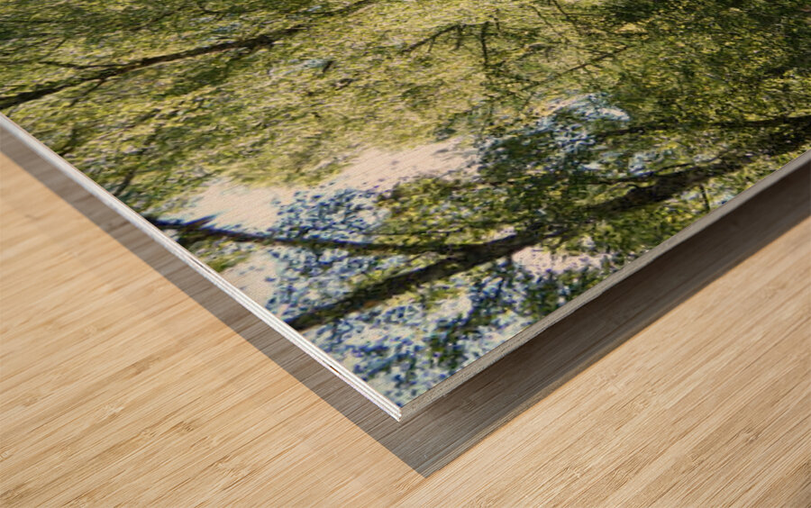 Scottish Highlands Summer Birch Forest  Wood print