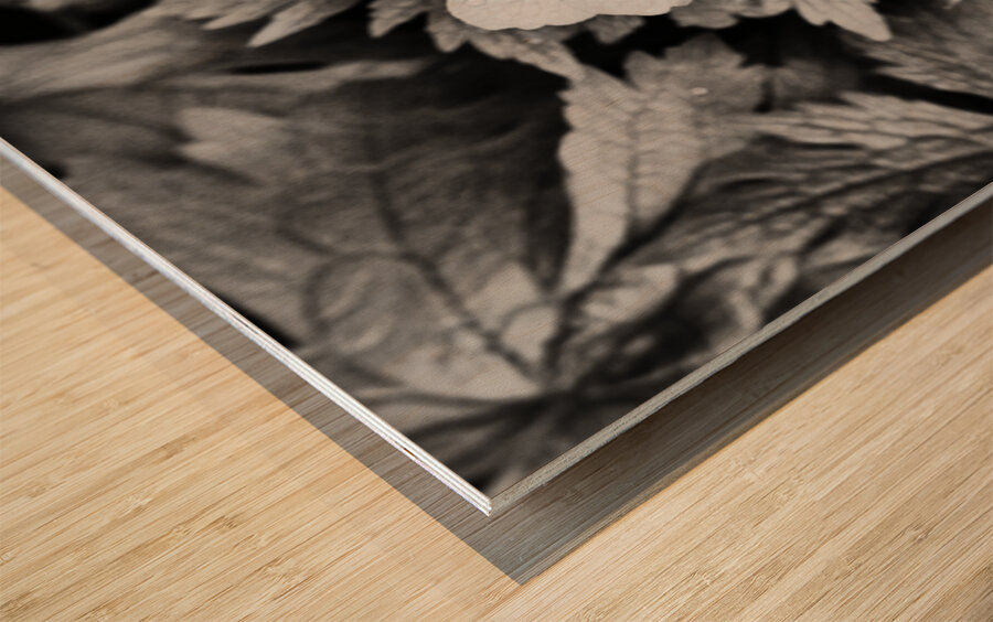 Monochrome Dew Kissed Geranium   Wood print