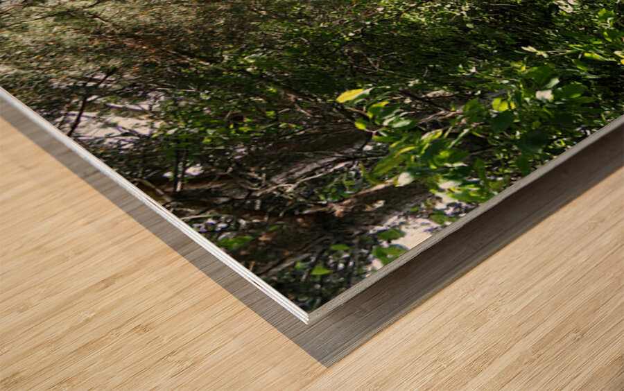 Scottish Highlands Sun Kissed Nature Trail                                                                                                                      Wood print