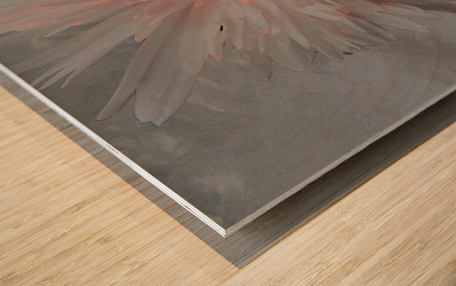 Pink Abstract Daisy Flower Centre on a Grey Abstract Background Wood print